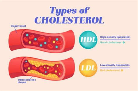 taking a blood test in the morning impact hdl cholesterol|can you eat the night before cholesterol.